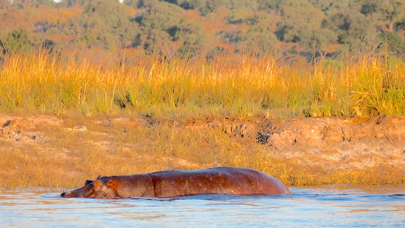 botswana-chobe-river-front-grosses-flusspferd-im-chobe-river Ein Flusspferd im Wasser des Chobe River im Chobe Nationalpark in Botswana.