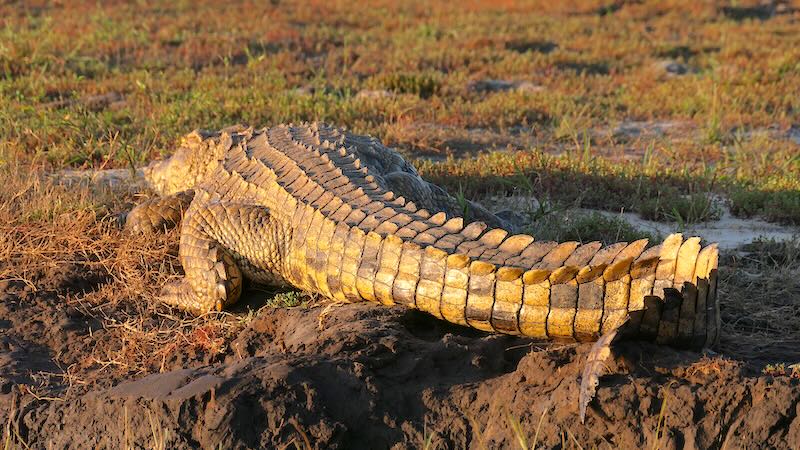 botswana-chobe-river-front-grosses-krokodil-vom-schwanz-her-aufgenommen Ein Krokodil am Ufer des Chobe River im Chobe Nationalpark in Botswana.