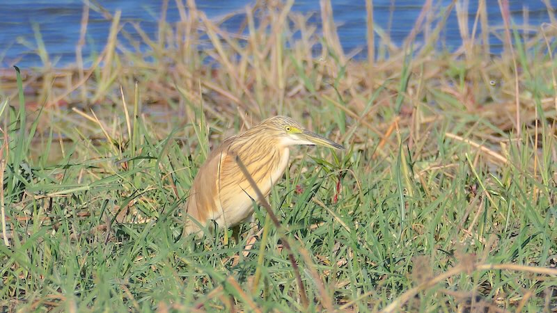 botswana-chobe-river-front-junger-rallenreiher-im-gras Ein junger Rallenreiher steht im seichten Wasser eines Sumpfes im Chobe Nationalpark.