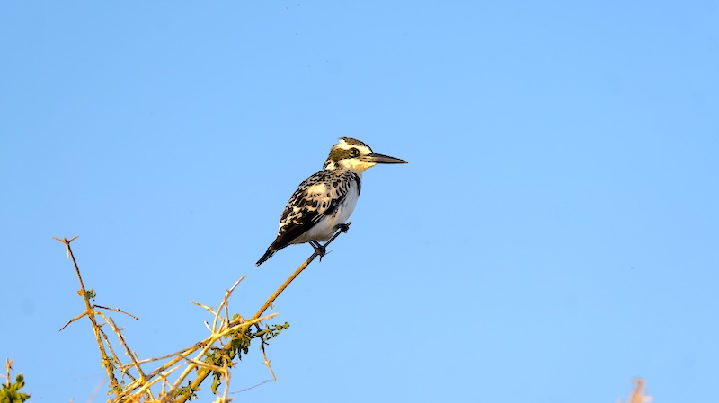 botswana-chobe-river-front-kingfisher Ein Graufischer mit schwarz-weißem Gefieder sitzt auf einem dornigen Ast vor blauem Himmel im Chobe Nationalpark in Botswana.