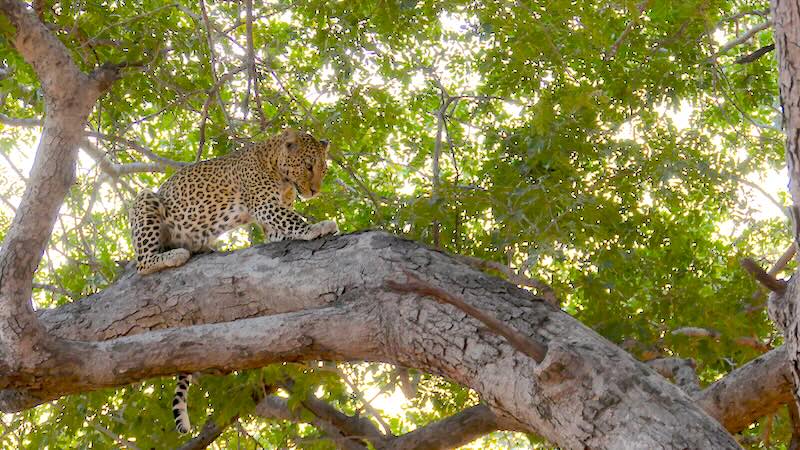 botswana-chobe-river-front-leopard-im-baum Ein Leopard auf einem Baum im Chobe Nationalpark in Botswana.