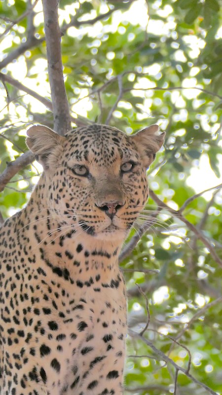 botswana-chobe-river-front-leopard Ein Leopard auf einem Baum im Chobe Nationalpark in Botswana.