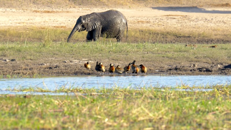 botswana-chobe-river-front-nilgaense-und-elefant Ein junger Elefant hinter einer Gruppe Nilgänse im Chobe National Park.