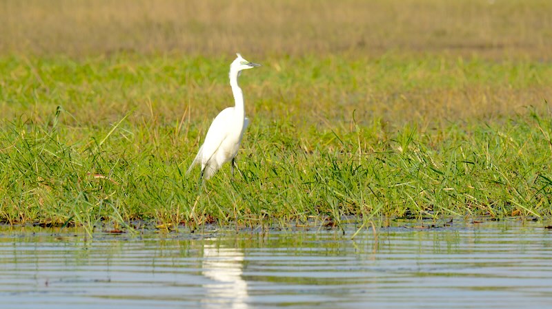 botswana-chobe-river-front-weisser-seidenreiher