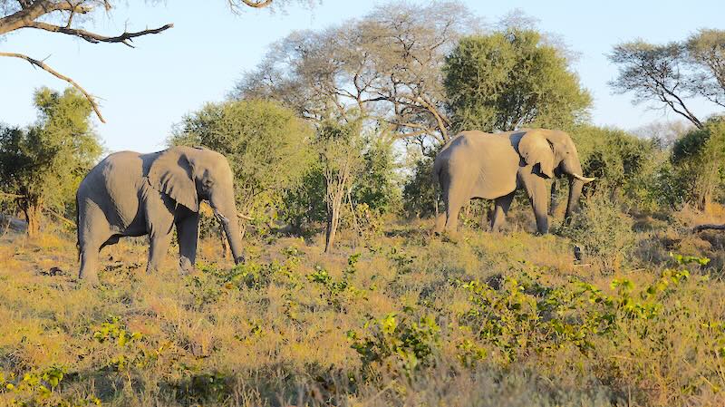 botswana-okavango-delta-game-drive-elefanten-in-der-morgensonne Zwei Elefanten in der Morgensonne. Fotografiert auf einem Game Drive im Okavango Delta.