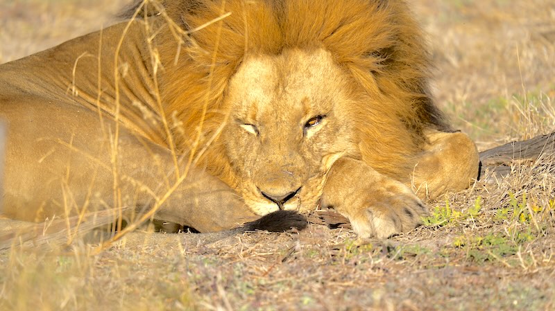 botswana-okavango-delta-game-drive-liegender-loewe-blinzelt-mit-einem-auge-in-kamera Ein Löwe schaut im Okavango Delta mit einem Auge in die Kamera.