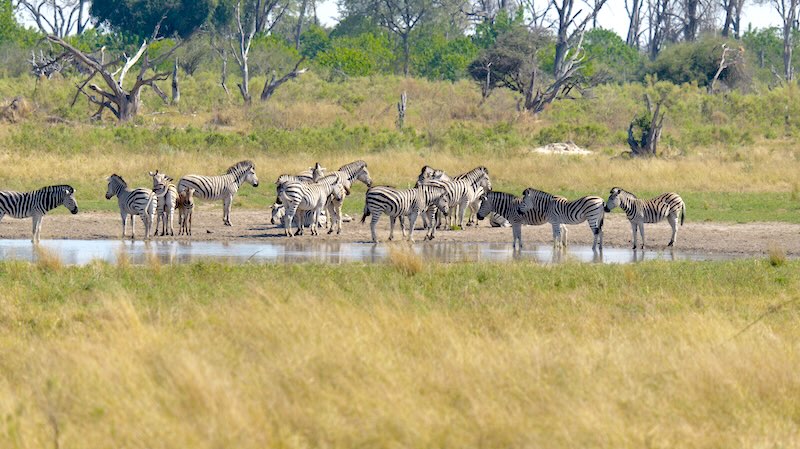 botswana-okavango-delta-game-drive-zebras-am-wasserloch Bei einem Game Drive im Okavango-Delta kann man viele Tiere beobachten. Mit etwas Glück auch Zebras am Wasserloch.