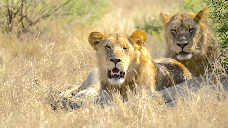 botswana-okavango-delta-game-drive-zwei-liegende-loewinnen Bei einem Game Drive im Okavango-Delta kann man viele Tiere beobachten. Mit etwas Glück auch Löwen.