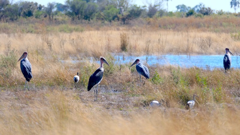 botswana-okavango-delta-mokoro-tour-bush-walk-maribus-am-wasserloch