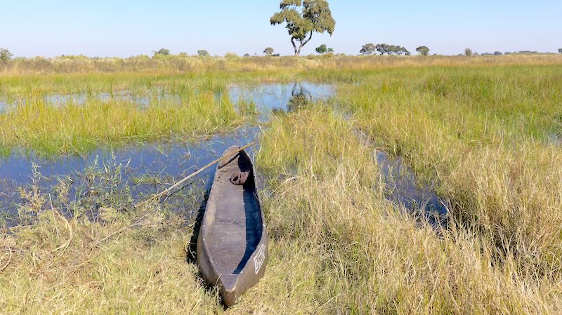 botswana-okavango-delta-mokoro-tour-bush-walk-mokoro-am-ufer Zur Mittagszeit legt der Poler mit dem Mokoro an und es folgt ein Bush Walk.