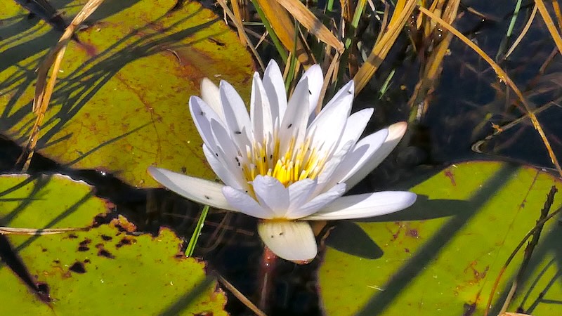 botswana-okavango-delta-mokoro-tour-seerosenbluete-mit-vielen-kleinen-fliegen