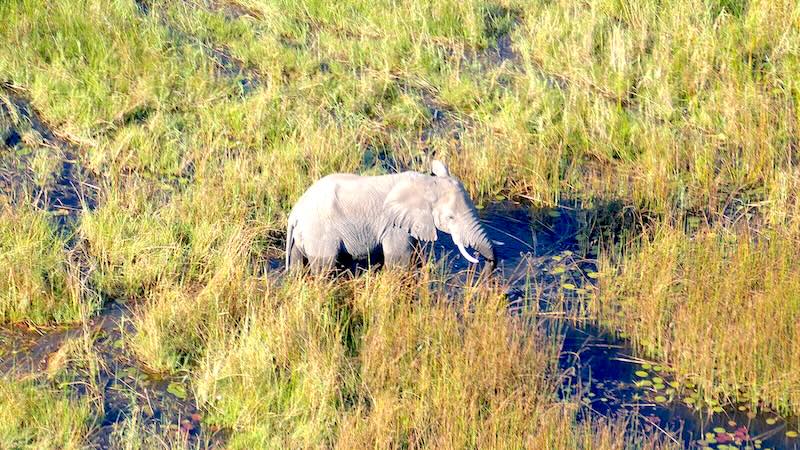botswana-okavango-delta-rundflug-ein-einzelner-elefant-im-wasser Ein Elefant steht in der Wasser- und Gras-Landschaft des Okavango-Deltas. Aufgenommen aus dem Helikopter.
