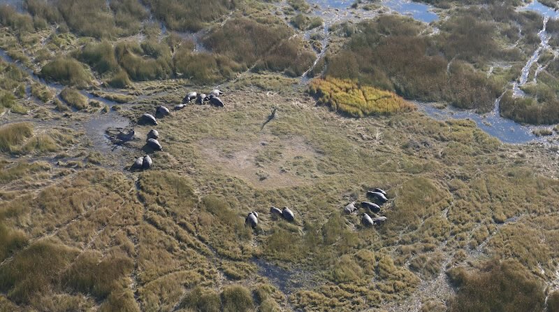 botswana-okavango-delta-rundflug-eine-grosse-gruppe-hippos-ruht-sich-an-land-aus Bei einem Flug mit einem Helikopter mit offenen Türen über das Okavango-Delta hat man die beste Sicht. Hier auf eine Gruppe Flusspferde, die sich an Land ausruht.