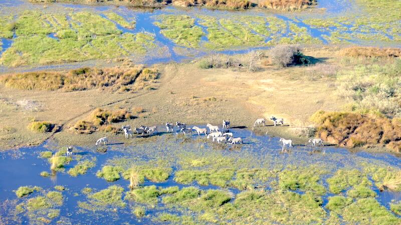 Bei einem Flug mit einem Helikopter mit offenen Türen über das Okavango-Delta hat man die beste Sicht. Hier auf eine Herde Zebras, die nach dem richtigen Weg durch die Wasserlandschaft sucht.