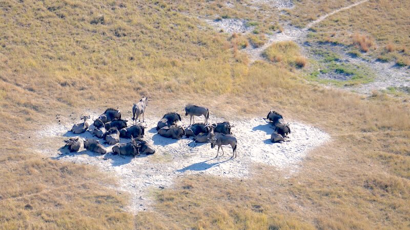 botswana-okavango-delta-rundflug-gruppe-gnus-ruht-sich-aus