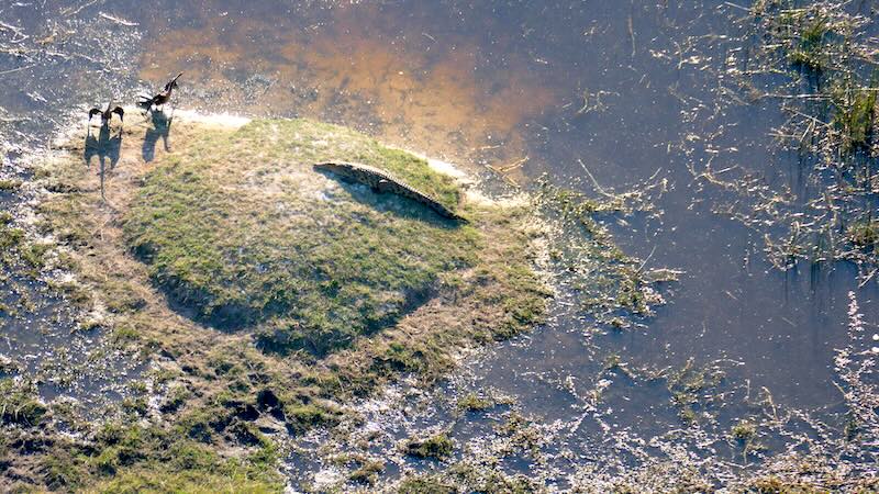 botswana-okavango-delta-rundflug-krokodil-und-zwei-gaense Bei einem Flug mit einem Helikopter mit offenen Türen über das Okavango-Delta hat man die beste Sicht. Hier auf ein großes Krokodil, welches sich 2 Gänsen auf einer Insel nähert.