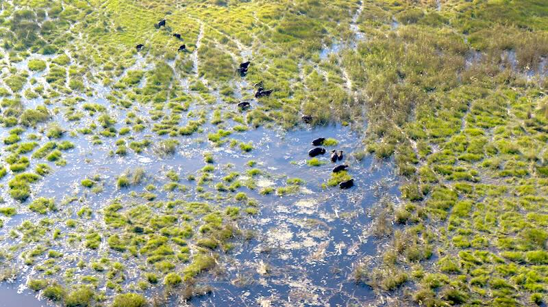 botswana-okavango-delta-rundflug-viele-bueffel-grasen-im-wasser Bei einem Flug mit einem Helikopter mit offenen Türen über das Okavango-Delta hat man die beste Sicht. Hier auf Büffel, die sich das frische Gras schmecken lassen.