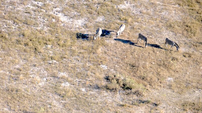 botswana-okavango-delta-rundflug-vier-zebras Bei einem Flug mit einem Helikopter mit offenen Türen über das Okavango-Delta hat man die beste Sicht. Hier auf vier Zebras.