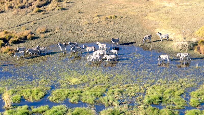 botswana-okavango-delta-rundflug-zebras-durchstreifen-das-delta Bei einem Flug mit einem Helikopter mit offenen Türen über das Okavango-Delta hat man die beste Sicht. Hier auf eine Zebra-Herde.