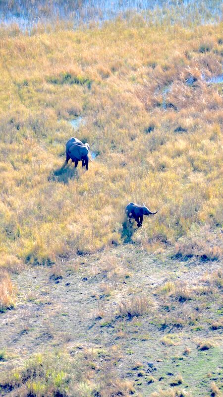 botswana-okavango-delta-rundflug-zwei-elefanten Bei einem Flug mit einem Helikopter mit offenen Türen über das Okavango-Delta hat man die beste Sicht. Hier auf eine Elefanten-Mama und ihr Junges.