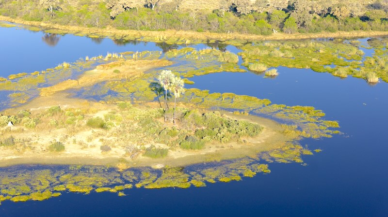 botswana-okavango-delta-rundflug-zwei-palmen-inmitten-der-wasserlandschaft Bei einem Flug mit einem Helikopter mit offenen Türen über das Okavango-Delta hat man die beste Sicht. Hier auf eine kleine Insel, umgeben von blauem Wasser.