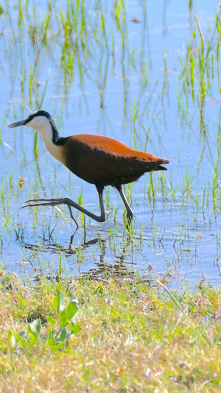 botswana-okavango-delta-thamalakane-lodge-african-jacana Ein Blaustirn-Blatthühnchen (African Jacana) kann fast über das Wasser laufen.