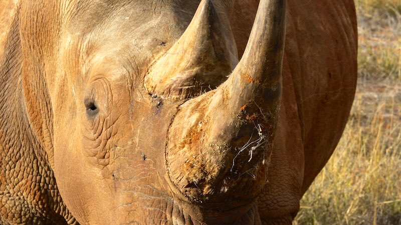 Extreme Nahaufnahme eines Nashorns von schräg vorn.