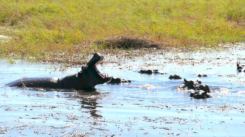 namibia-mahango-ein-flusspferd-reisst-sein-maul-auf Ein Flusspferd reist sein Maul im Mahango Game Park weit auf.
