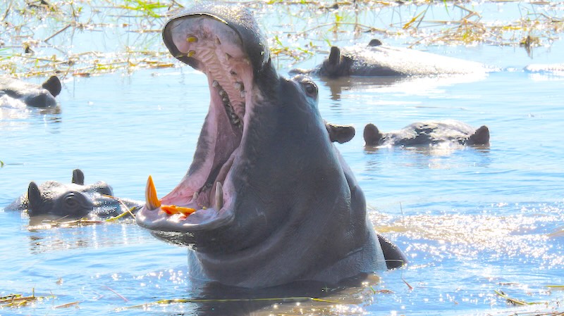 Ein Flusspferd reisst sein Maul weit auf - im Mahango Game Park in Namibia.