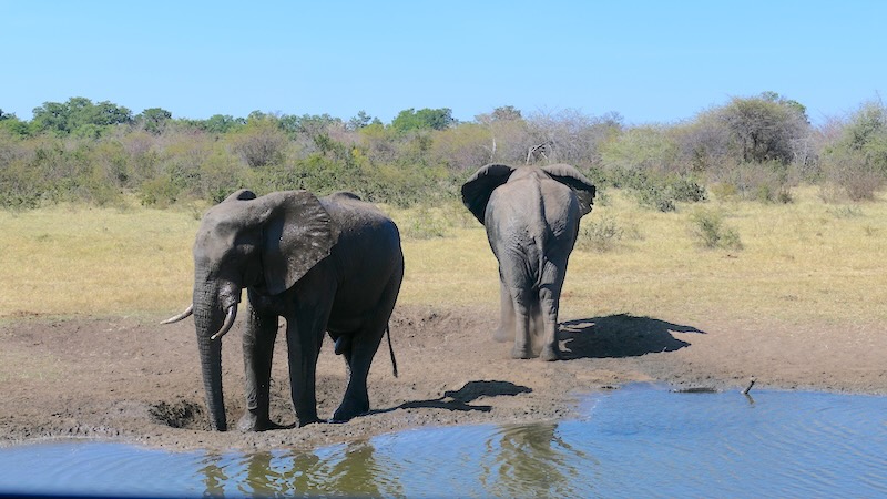 namibia-mahango-zwei-elefanten-am-wasserloch
