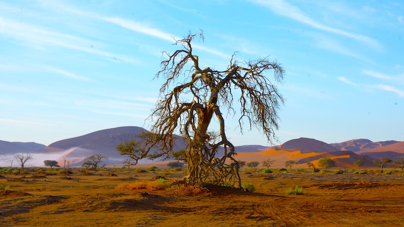 namibia-sossusvlei-am-2×4-parkplatz Ein verdorrter Baum am Rande des 2x4-Parkplatzes zum Deadvlei.