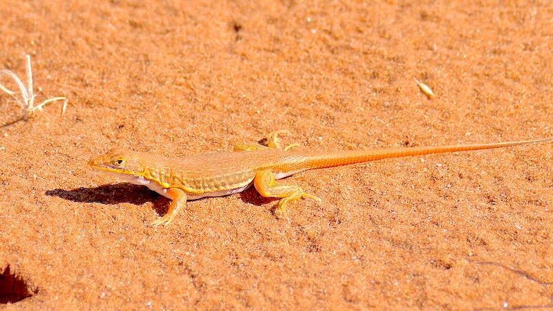 namibia-sossusvlei-deadvlei-eidechse Auch in der Namib gibt es eine reiche Tier- und Pflanzenwelt.