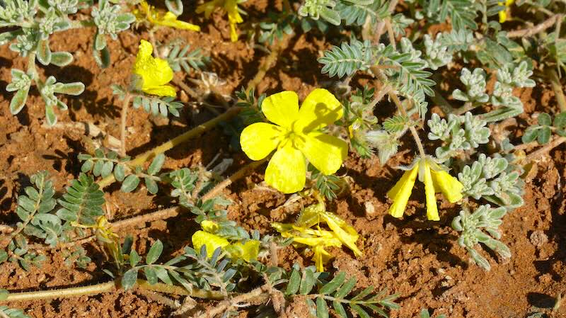 namibia-sossusvlei-deadvlei-gelbe-bluete Auch in der Namib gibt es eine reiche Tier- und Pflanzenwelt.