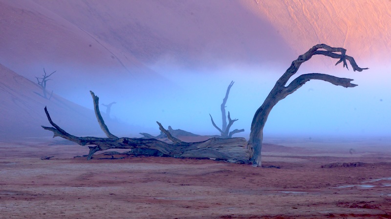 namibia-sossusvlei-deadvlei-im-mystischen-nebel-4 Nebel ist im Deadvlei sehr selten. Er lässt die verdorrten Kameldornbäume aber besonders mystisch erscheinen.