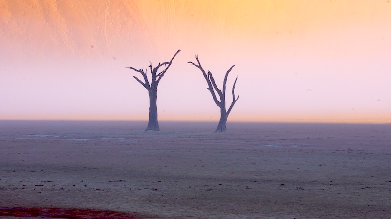 namibia-sossusvlei-deadvlei-im-mystischen-nebel-5 Nebel ist im Deadvlei sehr selten. Er lässt die verdorrten Kameldornbäume aber besonders mystisch erscheinen.