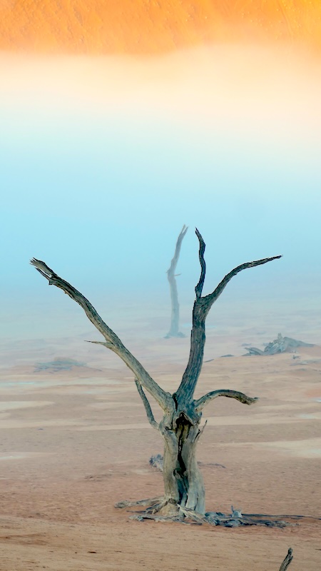 namibia-sossusvlei-deadvlei-im-mystischen-nebel-hochkant-2 Nebel ist im Deadvlei sehr selten. Er lässt die verdorrten Kameldornbäume aber besonders mystisch erscheinen.