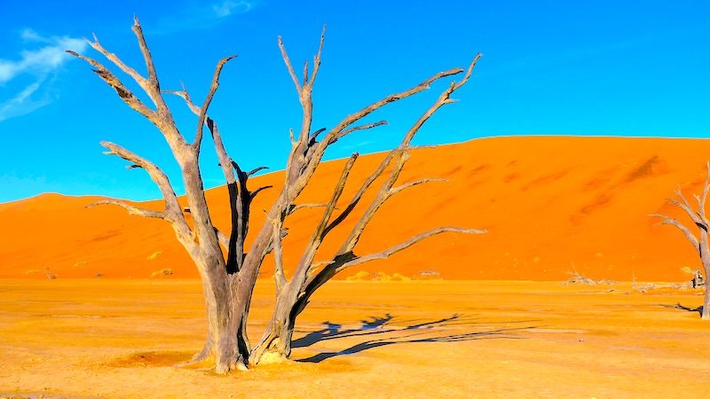 namibia-sossusvlei-deadvlei-im-sonnenlicht-3 Die verdorrten Kameldornbäume im Deadvlei bieten immer wieder neue Perspektiven.