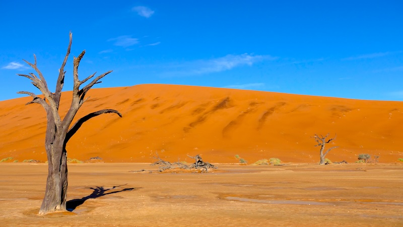 namibia-sossusvlei-deadvlei-im-sonnenlicht-4 Die verdorrten Kameldornbäume im Deadvlei bieten immer wieder neue Perspektiven.
