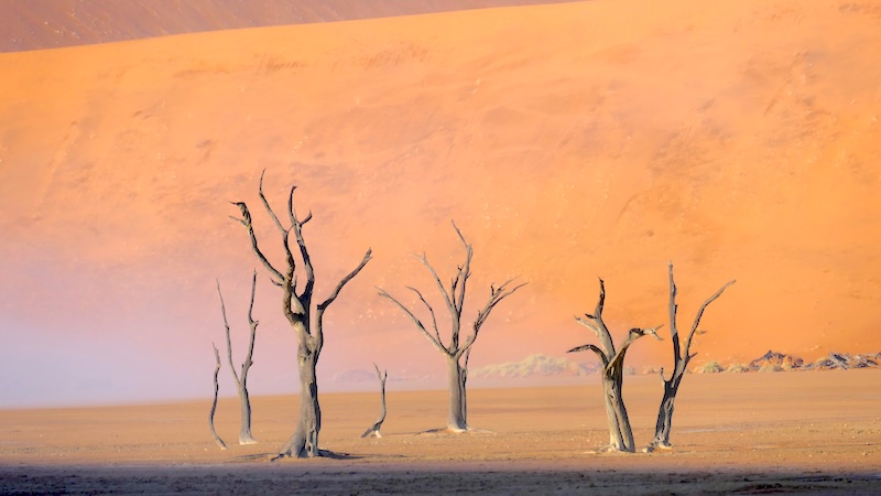 namibia-sossusvlei-deadvlei-im-sonnenlicht Die verdorrten Kameldornbäume im Deadvlei bieten immer wieder neue Perspektiven.