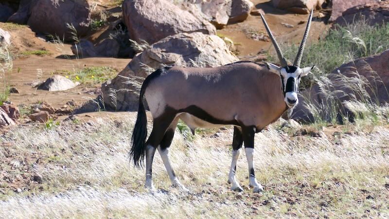 namibia-sossusvlei-oryx-am-seisriem-canyon Eine Oryx-Antilope in der Nähe des Seisriem-Canyon.