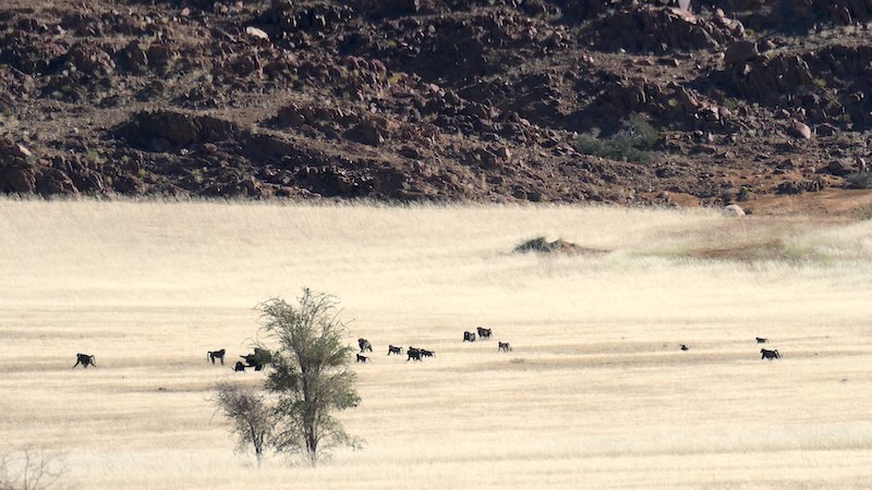namibia-sossusvlei-paviane-am-seisriem-canyon Eine Gruppe Paviane in der Nähe des Seisriem-Canyon.