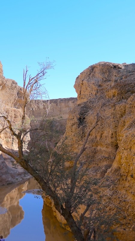 namibia-sossusvlei-seisriem-canyon-mit-querliegendem-baum Die Felswände des Seisriem-Canyon spiegeln sich im Wasser.