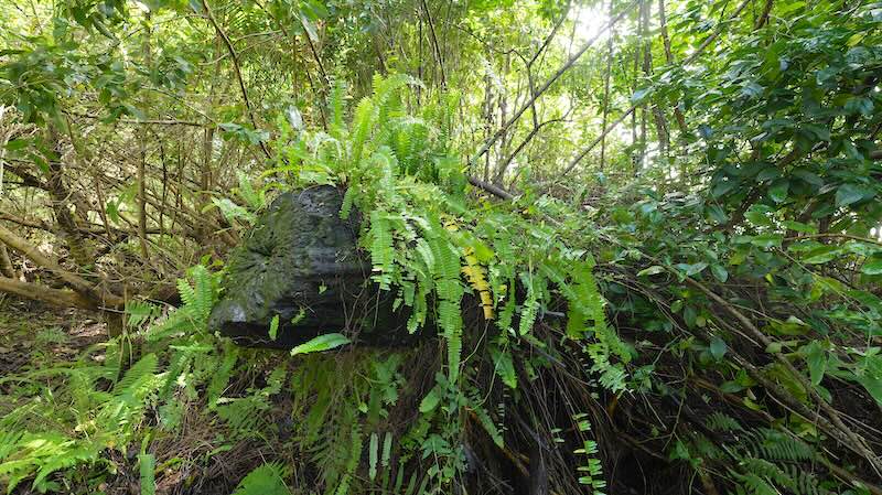 simbabwe-viktoriafaelle-regenwald Üppiger Regenwald an den Viktoriafällen in Simbabwe.
