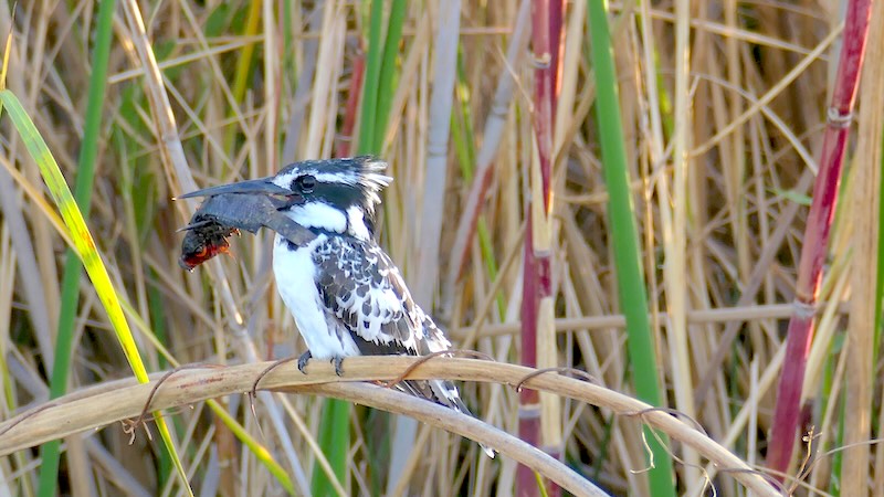 namibia-kwando-kingfisher-mit-fisch-im-schnabel Ein Kingfisher mit einem Fisch im Schnabel.
