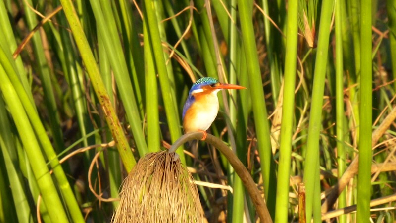 Ein Eisvogel in den Kanälen am Kwando-Fluss.