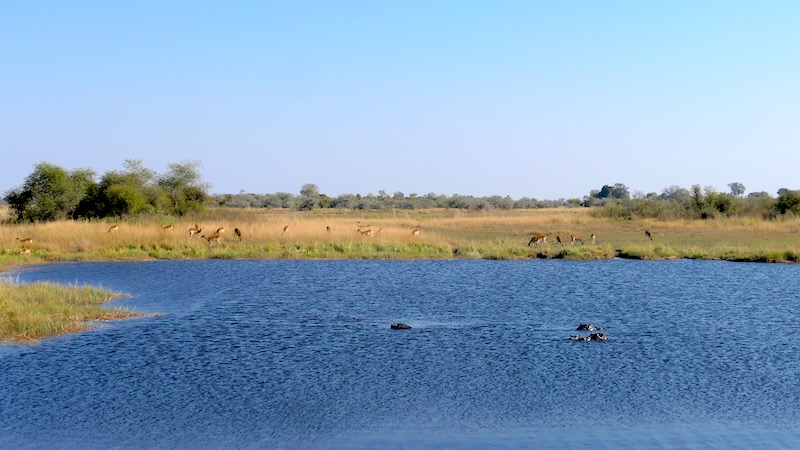 namibia-kwando-region-hippos-und-antilopen Hippos und Antilopen am Kwando-Fluss.