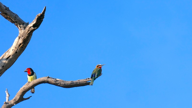 namibia-kwando-rotkopf-bartvogel-und-bienenfresser Ein Rotkopf-Bartvogel und ein Weißstirn-Bienenfresser vor blauem Himmel.