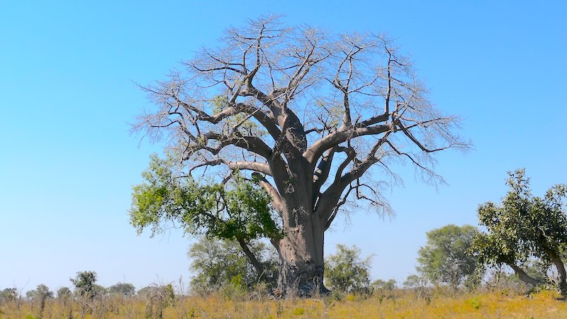 namibia-mudumu-baobab Großer Baobab-Baum mit wenig Laub vor blauem Himmel.