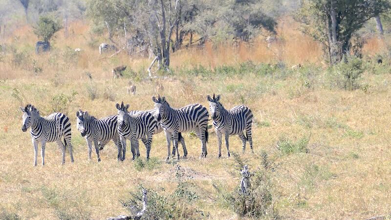 namibia-mudumu-fuenf-zebras Eine Gruppe Zebras im Mudumu-Nationalpark.