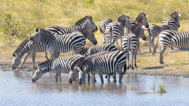 namibia-mudumu-gruppe-zebras-am-wasserloch Eine Gruppe Zebras am Wasserloch im Mudumu-Nationalpark.